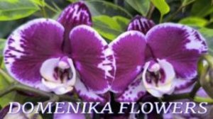 №1182/ СКИДКА 40% на ОРХИДЕИ в с/ц DOMENIKA FLOWERS