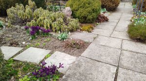 Уже поливаю сад, цветут первоцветы и морозники 19.03.2026 г. Пятигорск.