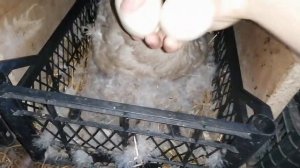 У двух КВОЧЕК вывод почти закончился! / А под уточкой и другой квочкой  вывод только начался