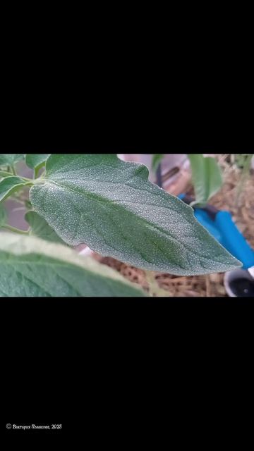 Опрыскивать с WB, мне очень понравился