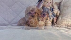 Мальтипу.....
Фотосессия,ох,как это трудно 😜