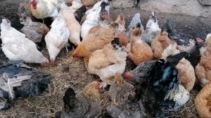Куры и индоутки собирают зерна / наши свиньи