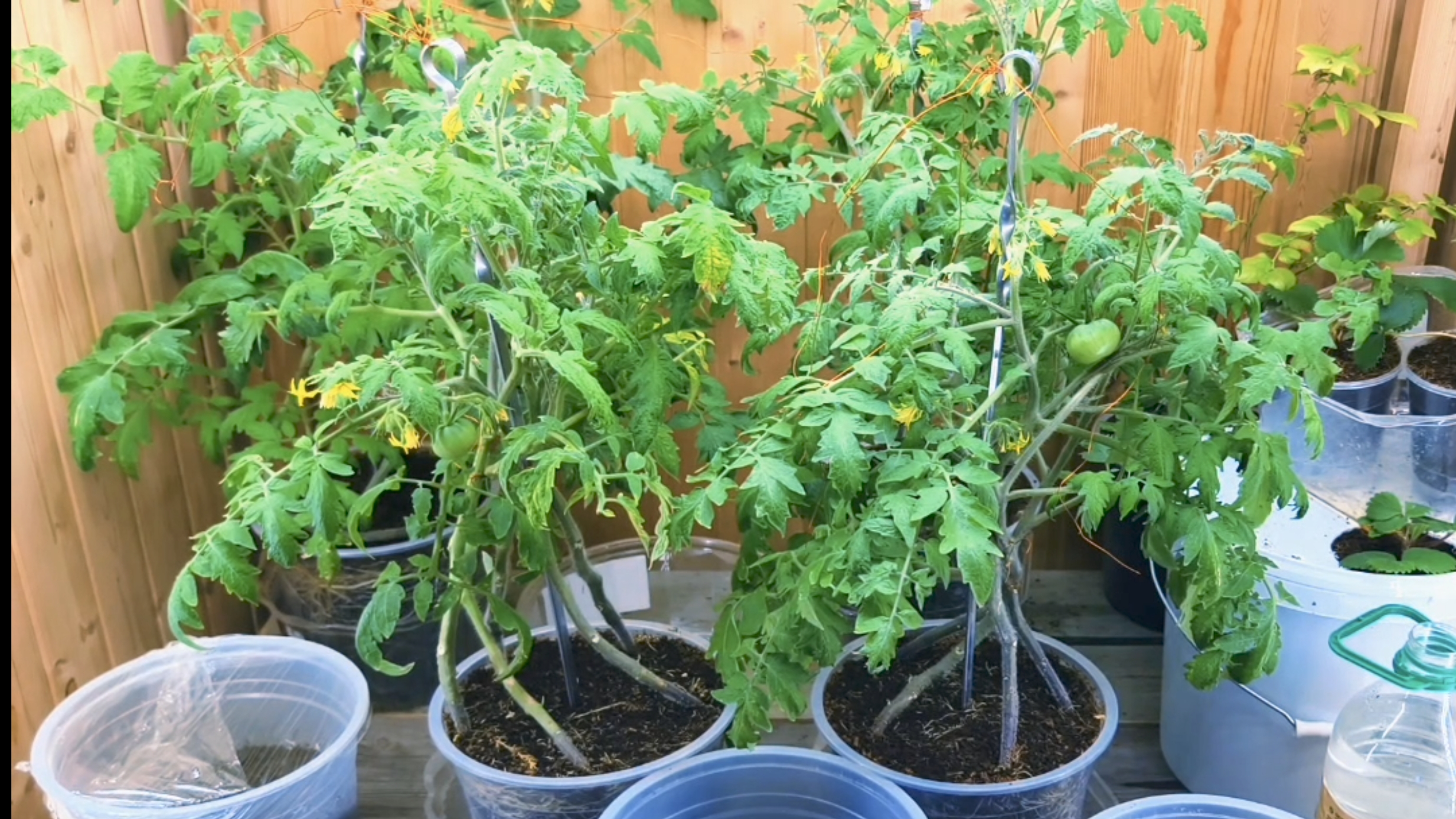    ПАРНИК ДЛЯ СЕМЯН ПОМИДОР 