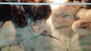 20-03-2026. Вывод цыплят в домашних условиях в пенопластовом инкубаторе