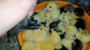 Утята Вывелись Под УТОЧКОЙ / ИНДОУТКА И УТЯТА / МУСКУСНЫЕ УТЯТА / ОТЛИЧНЫЙ ВЫВОД