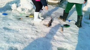 Запуск от 20.03.26