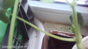 Кабачковое растение февральской посадки тоже собирается цвести, хотя на дворе ещё только март