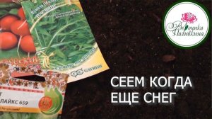 ЗАПУСКАЕМ ОВОЩНОЙ КОНВЕЙЕР В ТЕПЛИЦЕ