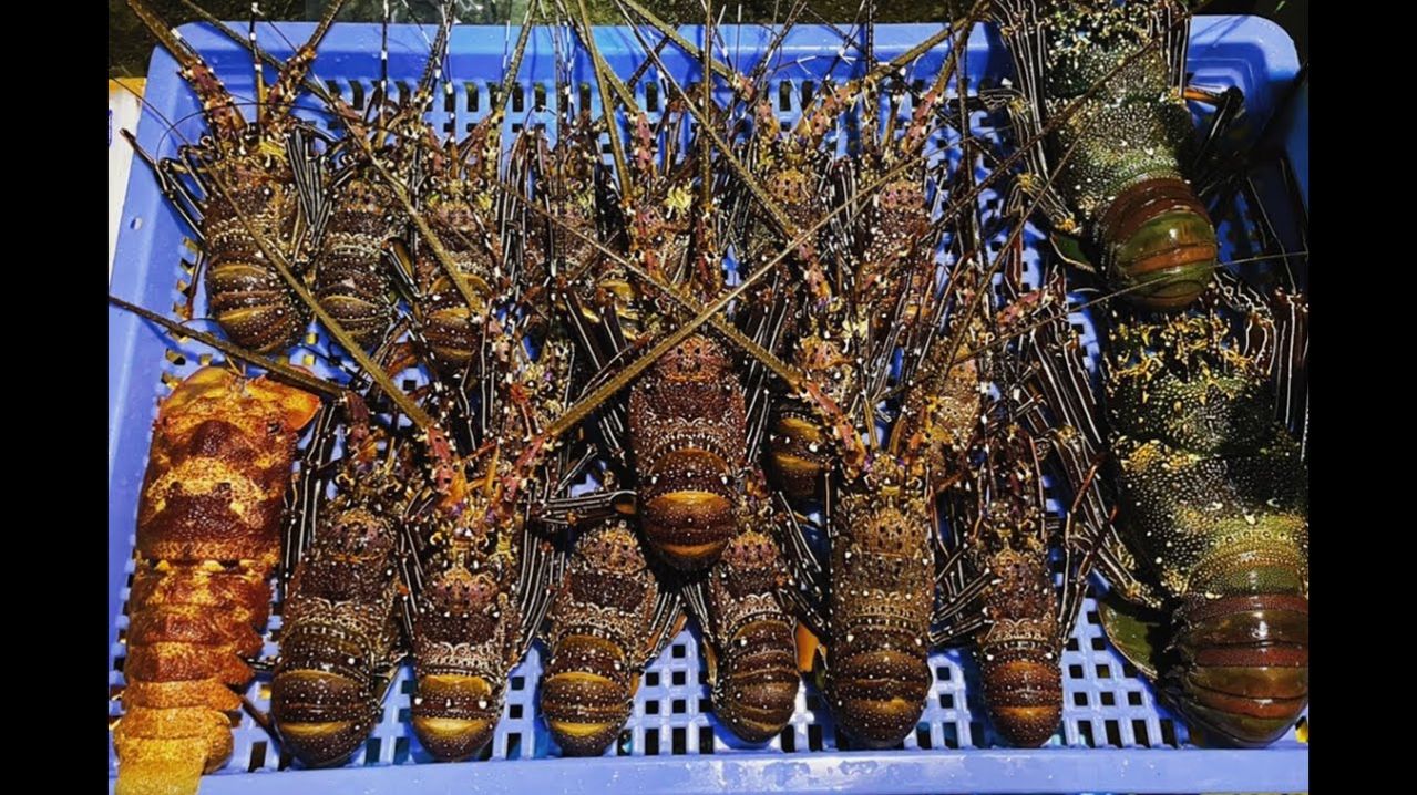 Ночная рыбалка при свете ламп / Ночь, когда поймали огромный улов омаров