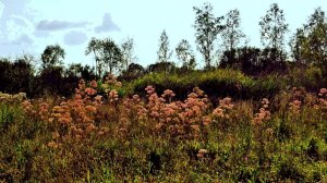 Скоро и лето вернётся к нам...