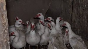 Краснодарский край занял первое место в России по выпуску фермерской продукции