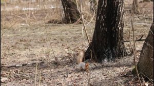 Жизнь кипит белок.Рязанская область.02.04.2024.