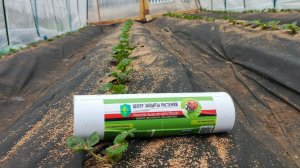 50 000 солдат против вредителей: распаковываю энтомофагов для клубники 🕷️📦