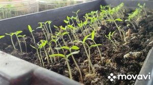 20 марта полезное с приятным.Меняю шторы,жарю блины