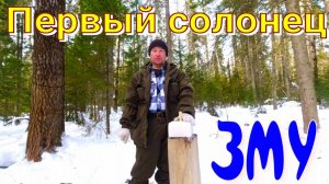 Открыл сезон биотехнических мероприятий обновил первый солонец закончил ЗМУ робкие шаги весны