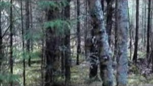 Всероссийские состязания, Санкт-Петербург, 2011 г.