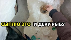 Сыплю это в лунку и выдираю рыбу
