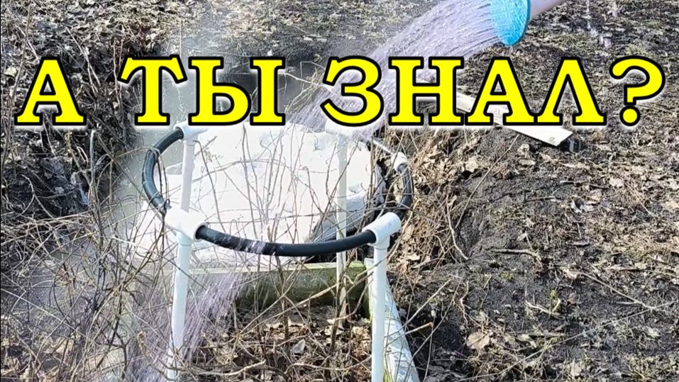 Важно! СМОРОДИНА проснулась, первые действия🔥🔥🔥