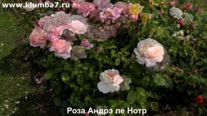 Розы - шедевры: огромный цветок, сильный аромат и крепкое здоровье