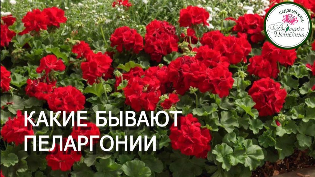 КАКИЕ БЫВАЮТ ПЕЛАРГОНИИ