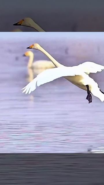 У лебедей одна из самых крутых техник приземления на воду, которые я когда-либо видел