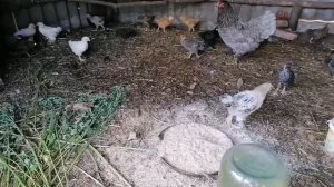 Мои пятидневные и месячные цыплята с КВОЧКАМИ! / Очень странный цыпленок, он лысый?!