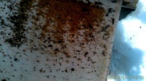 Как перезимовала отличная семья.