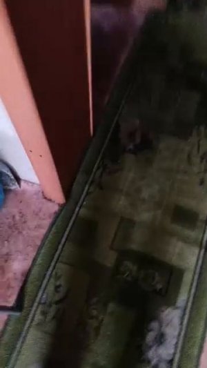 донат пжжж +79588362330 сбер П.П