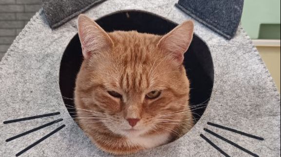 Влог 18 марта  / дом / машина / дача / кот