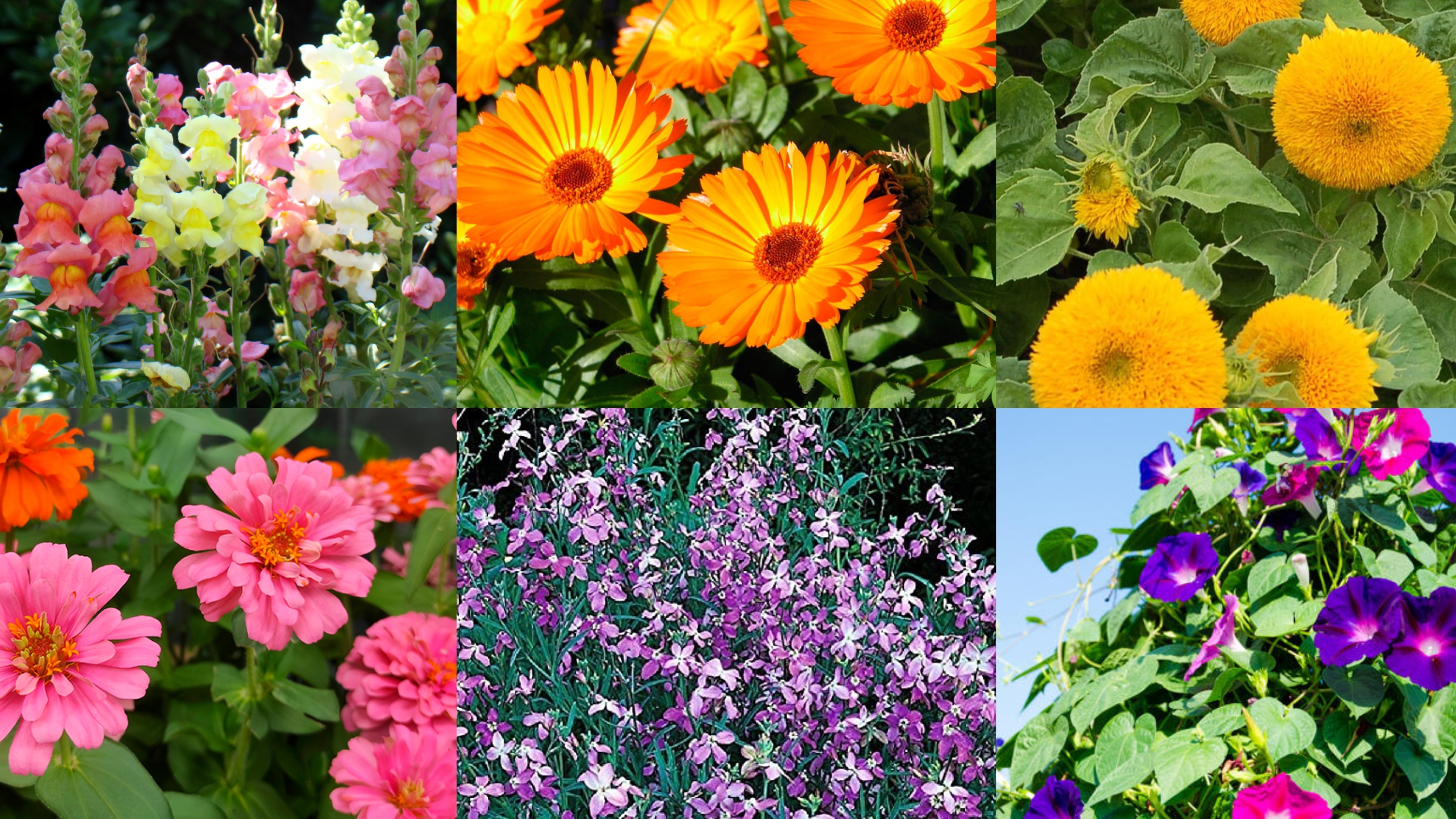 ОБЗОР СЕМЯН ЦВЕТОВ НА 2026 г. СЕЮ СЕМЕНА ЭТИХ ЦВЕТОВ СРАЗУ В ГРУНТ🌼🌺🌸И НОВИНКИ