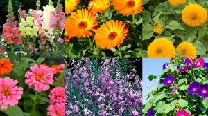 ОБЗОР СЕМЯН ЦВЕТОВ НА 2026 г. СЕЮ СЕМЕНА ЭТИХ ЦВЕТОВ СРАЗУ В ГРУНТ🌼🌺🌸И НОВИНКИ