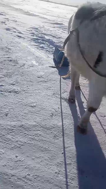 Нандик-почтальон, 13.02.26