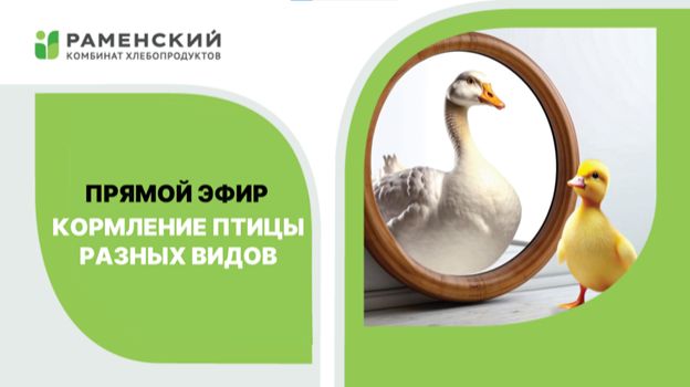 О чём рассказали в прямом эфире?