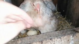 УРА! Квочка вывела утят. Теперь может смело ОТДЫХАТЬ