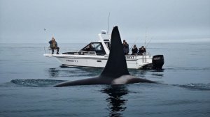 Камчатка с воды: Морская прогулка, киты, косатки, тюлени, крабы, бухты, рыбалка и скалы