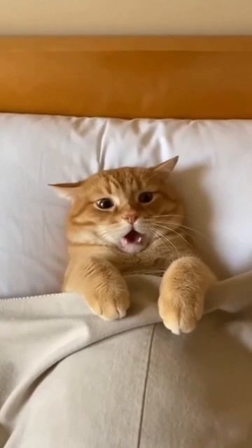 когда приснился кошмар 😱😱😱🤣🤣🤣