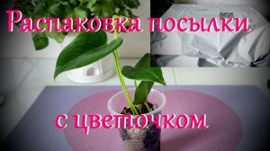 Распаковка посылки . Антуриум ЮТА!!!