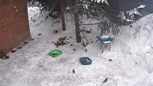 дикие вольные белки