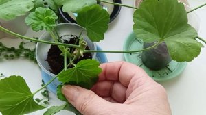 Пробуждаем Пеларгонию от зимней спячки, стимулируем рост и цветение