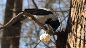 Две белки и умная ворона. Зарисовка