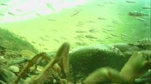 1000012482.mp4Волга гл.2м.20.03.2026г.