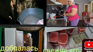 ну ни в какую не хочет пить/ помыла холодильник/последняя рыбка