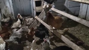 ВПЕРВЫЕ ВИЖУ ТАКОЕ / КУРИЦА СНЕСЛА САМОЕ МАЛЕНЬКОЕ ЯЙЦО / ИДЕАЛЬНО КРУГЛОЕ ЯЙЦО / ИНДОУТКИ