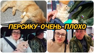 СРОЧНО ВЕЗЁМ КОТА 🐱🐈 В ВЕТКЛИНИКУ, НАЗНАЧЕНА ОПЕРАЦИЯ 🙏