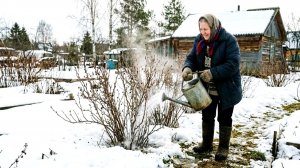 Сделайте так со смородиной в марте! Кустики порадуют вас и обильным урожаем крупных и чистых ягод.