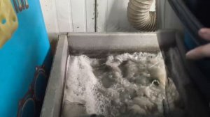 Запуск Suzuki DF70