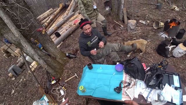 Медведь рванул собаку!!! Пришлось самим её зашивать