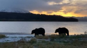Животные.Медведи прогуливаются вдоль озера