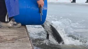 Запуск форели