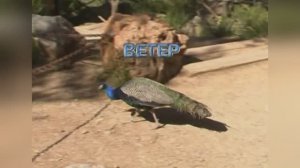 Ветер.  Рок-группа «ДДТ»